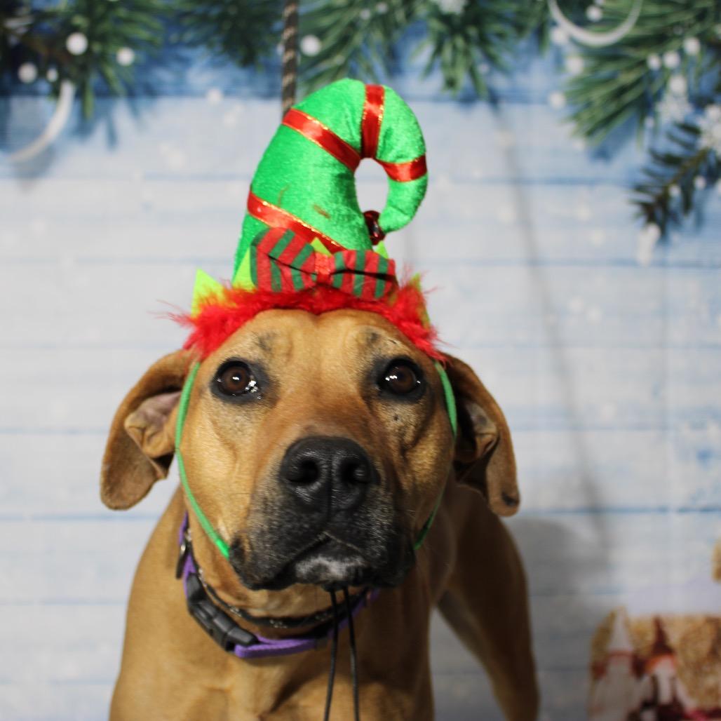 Mabel, Adoptable, Adult Female Hound.