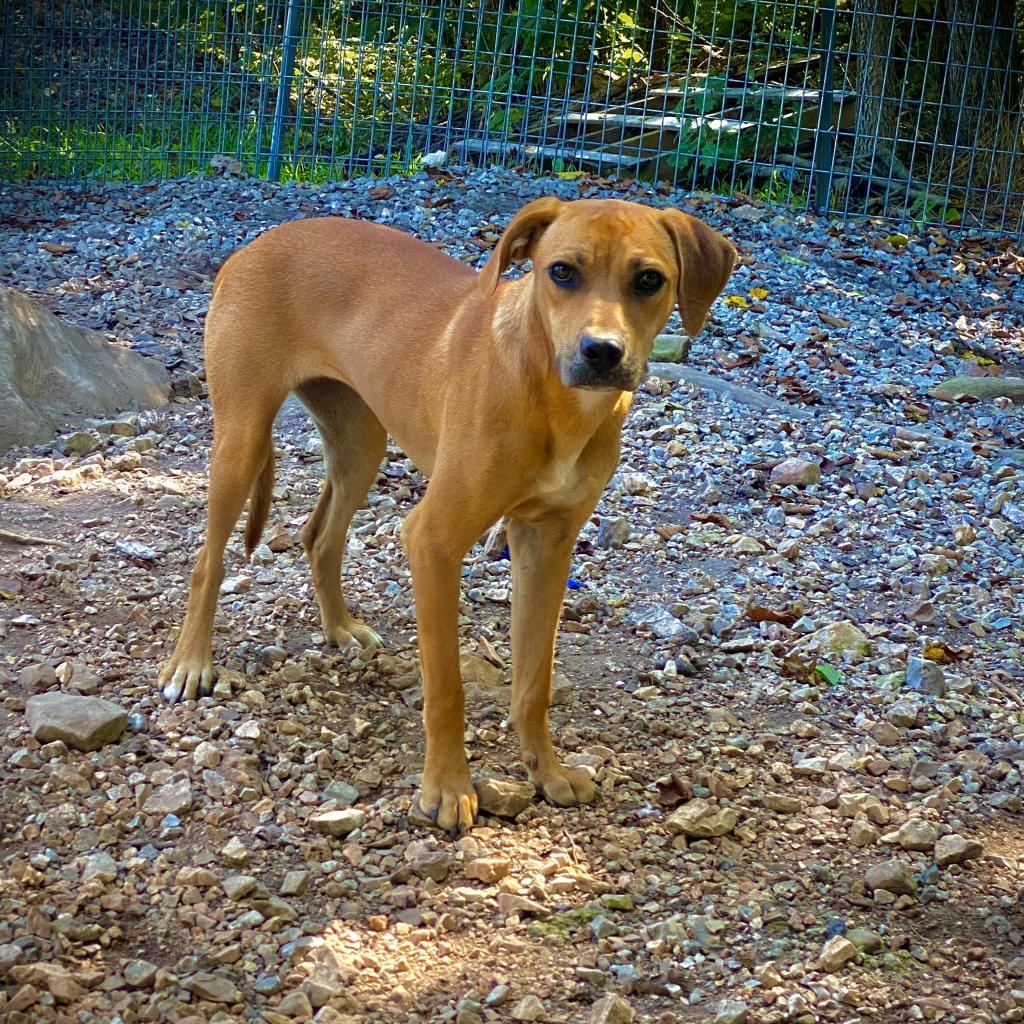 Enlarge Mabel, a Adoptable mixed breed in Pineville, MO image 4/4