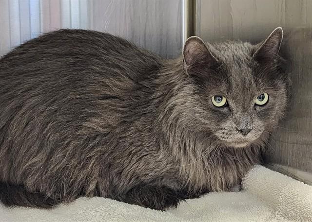 Enlarge MABU, a Adoptable Domestic Short Hair in Colorado Springs, CO image 1/1