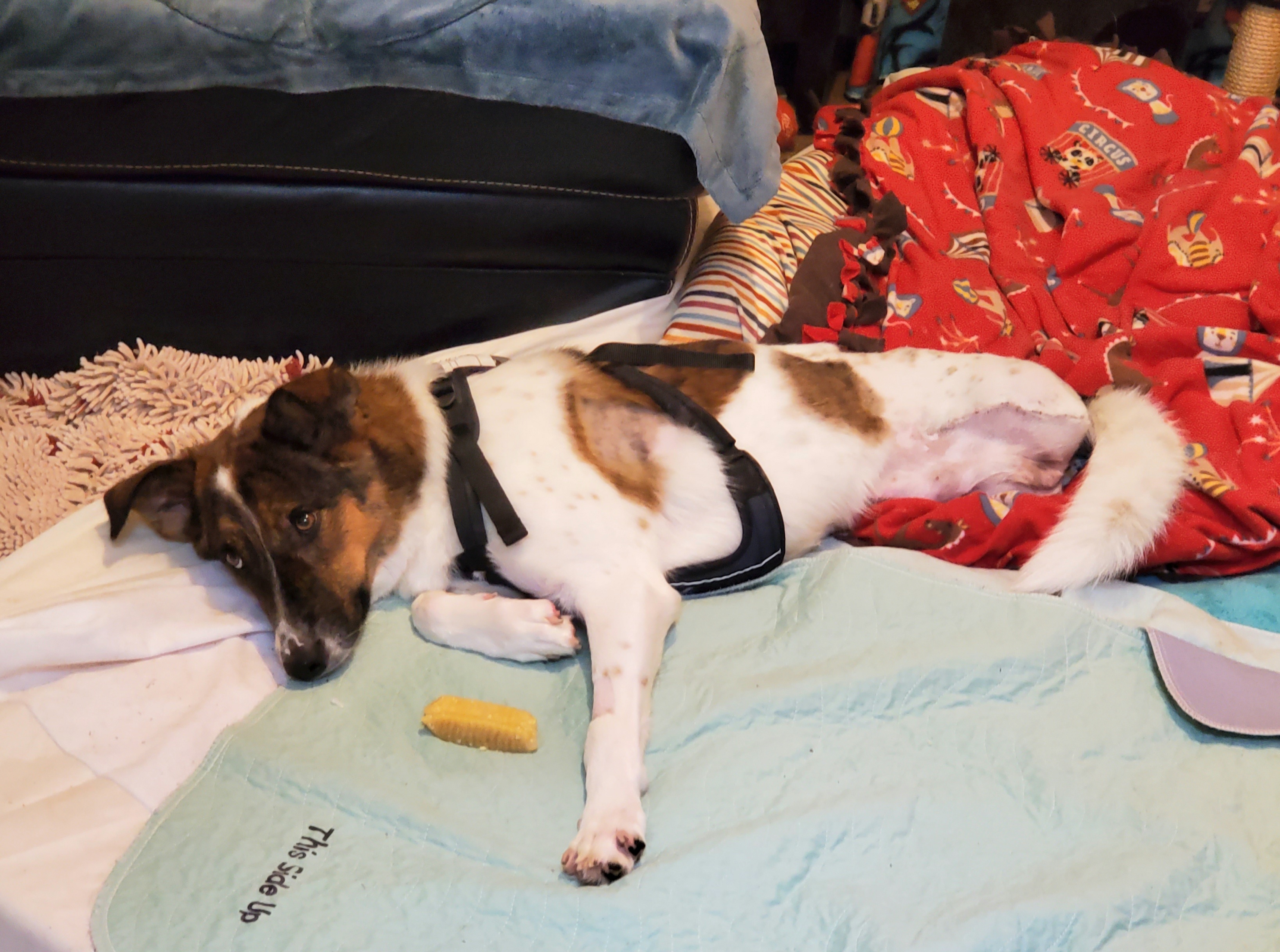 Merkel, a Adoptable Mixed Breed in Vancouver, BC image 1/10