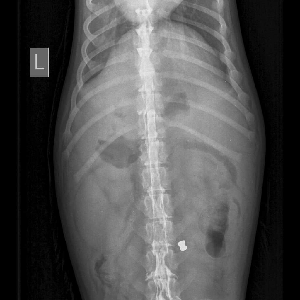 Merkel, a Adoptable Mixed Breed in Vancouver, BC image 2/10