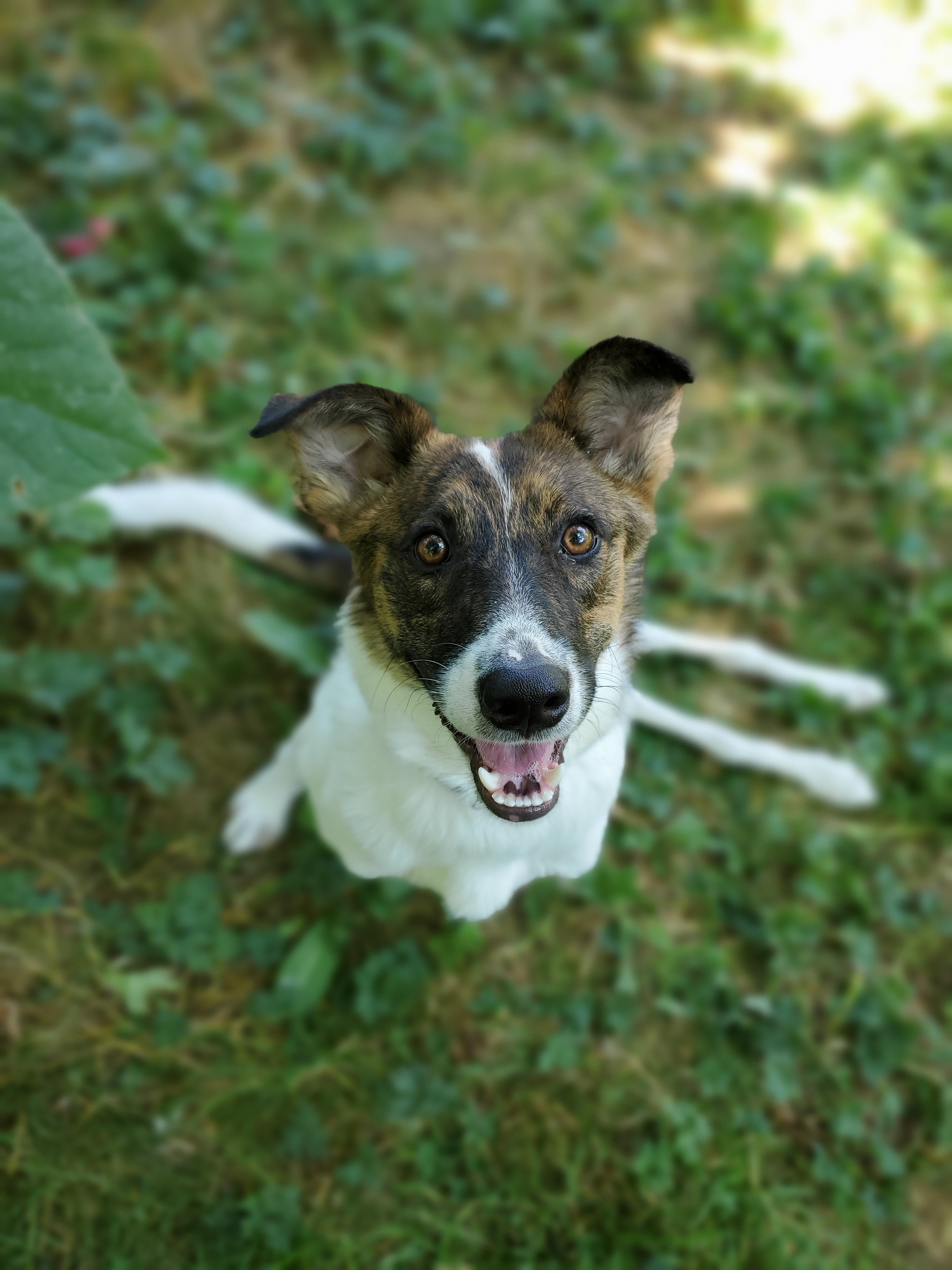 Merkel, a Adoptable Mixed Breed in Vancouver, BC image 3/10
