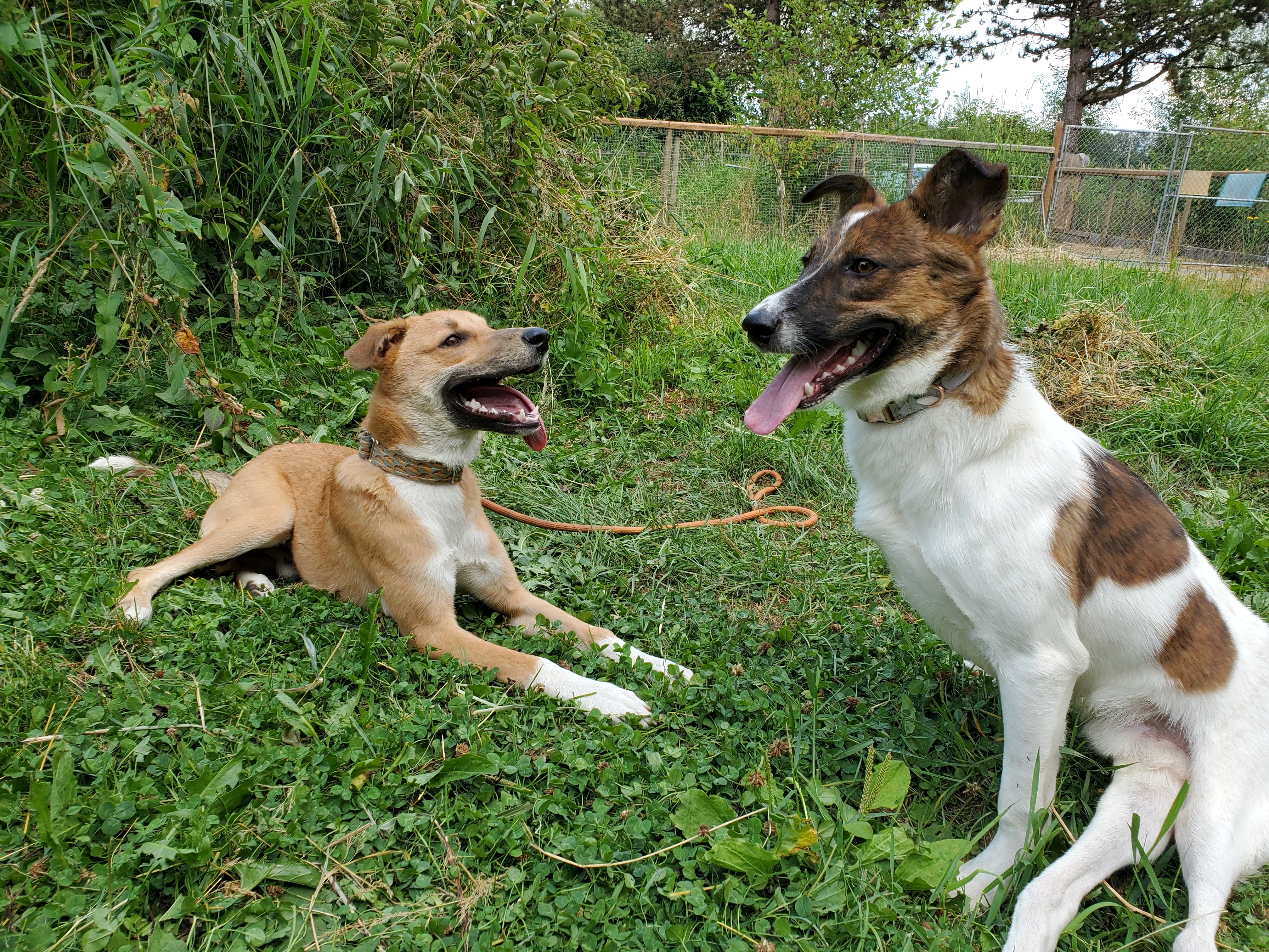 Merkel, Adoptable, Adult Male Mixed Breed.