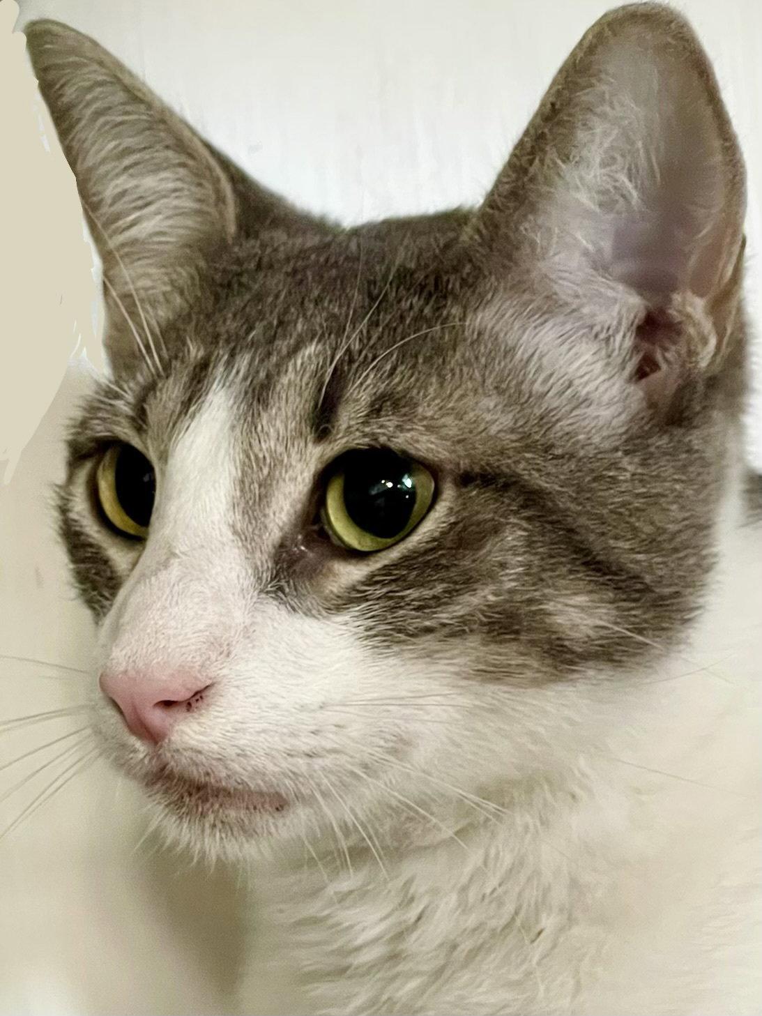 Enlarge Jasper (bonded with Jacob), a Adopted Domestic Short Hair in Oakland, CA image 1/2