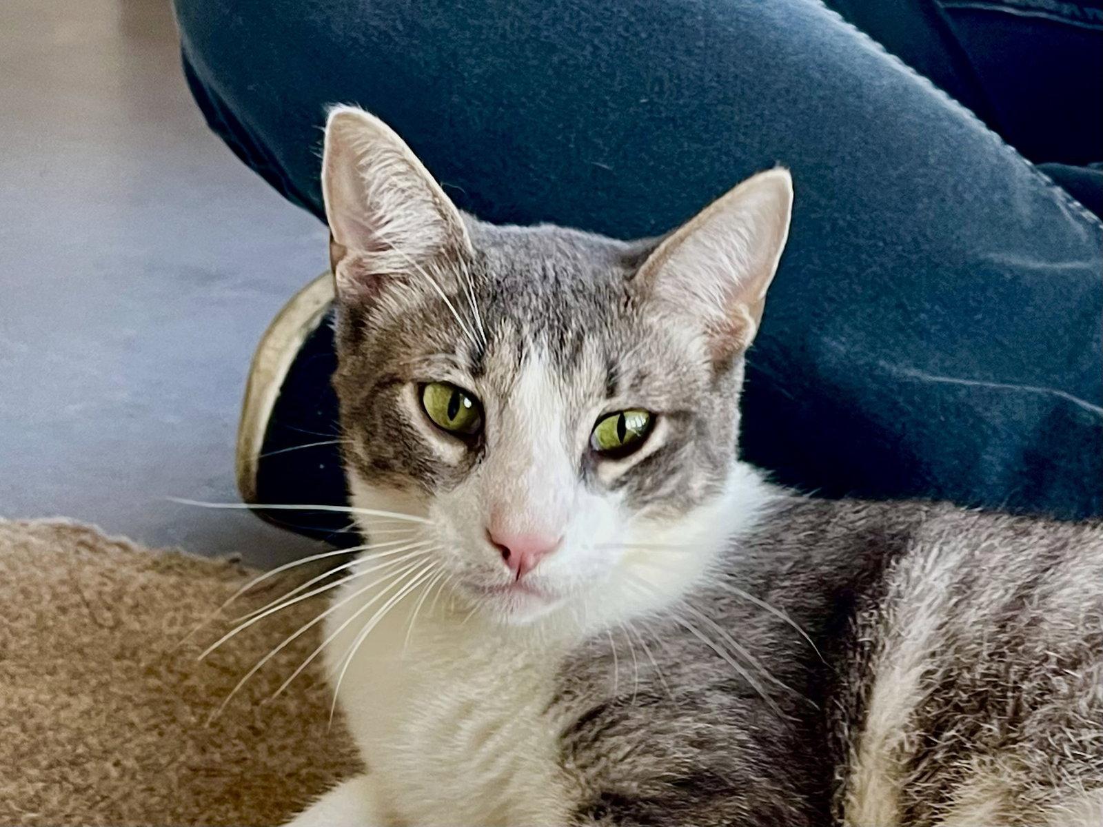 Enlarge Jasper (bonded with Jacob), a Adopted Domestic Short Hair in Oakland, CA image 2/2