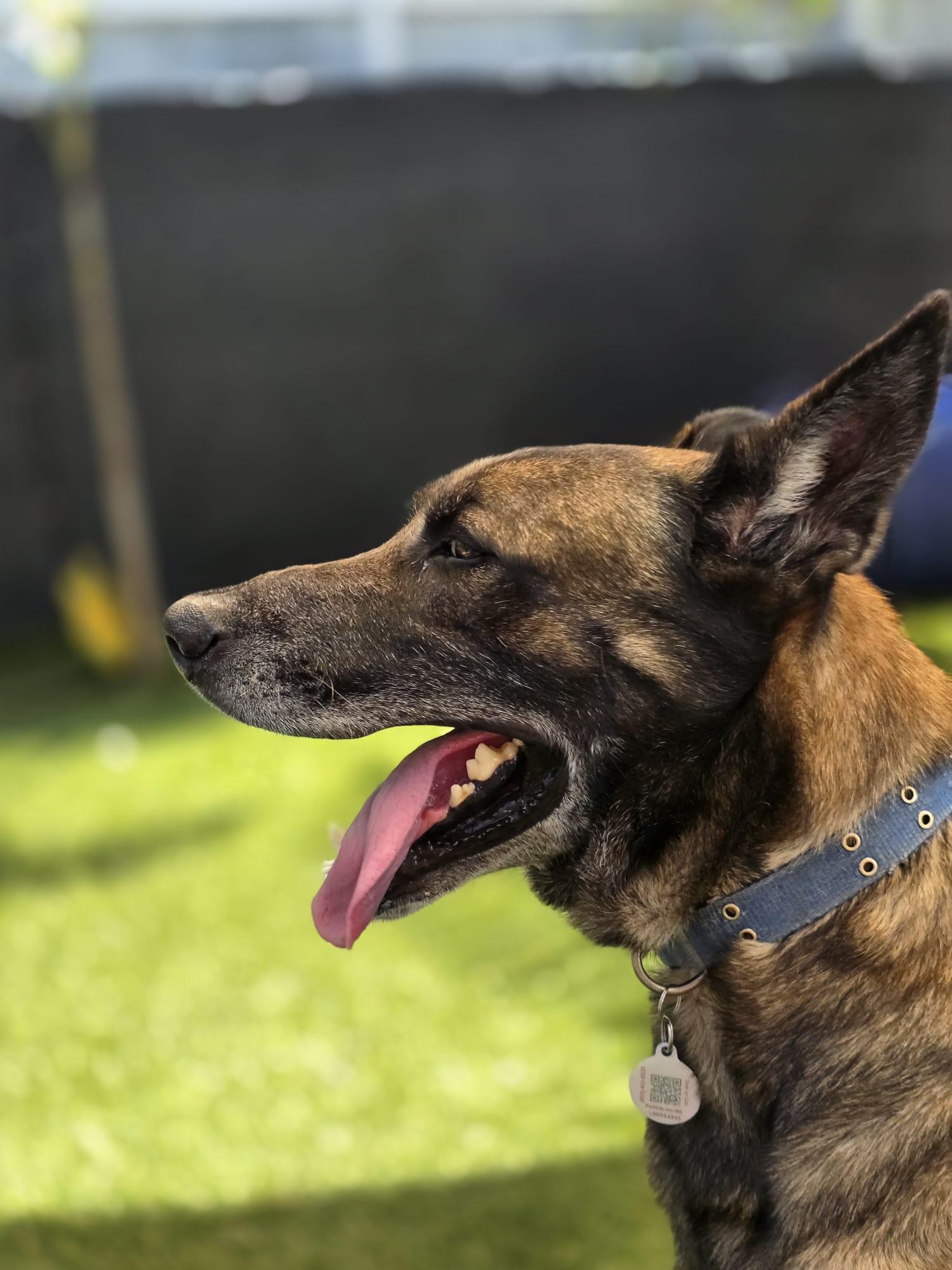 Max 3162, Adoptable, Adult Male German Shepherd Dog & Belgian Shepherd / Malinois.