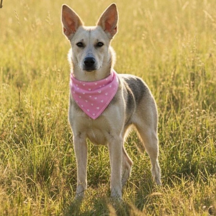 CHARLIE GS — thumbnail 3