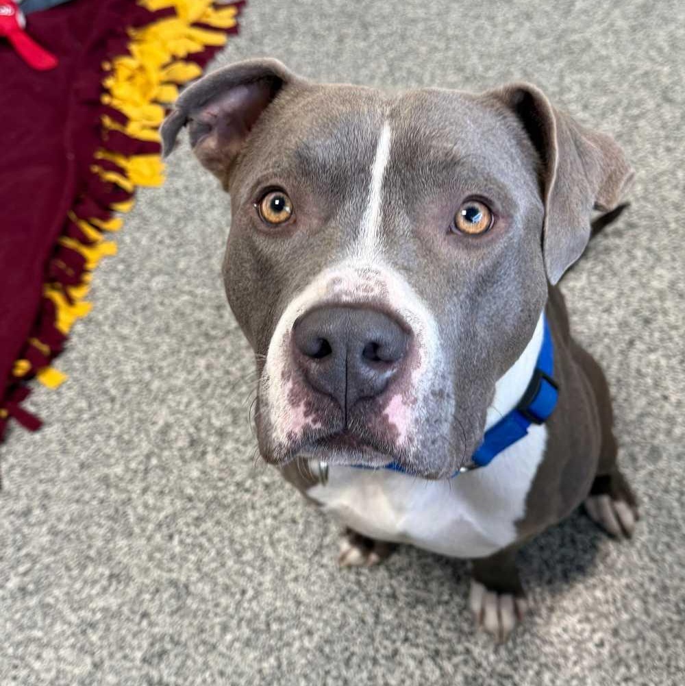 Nacho, Adoptable, Young Male Pit Bull Terrier & Mixed Breed.