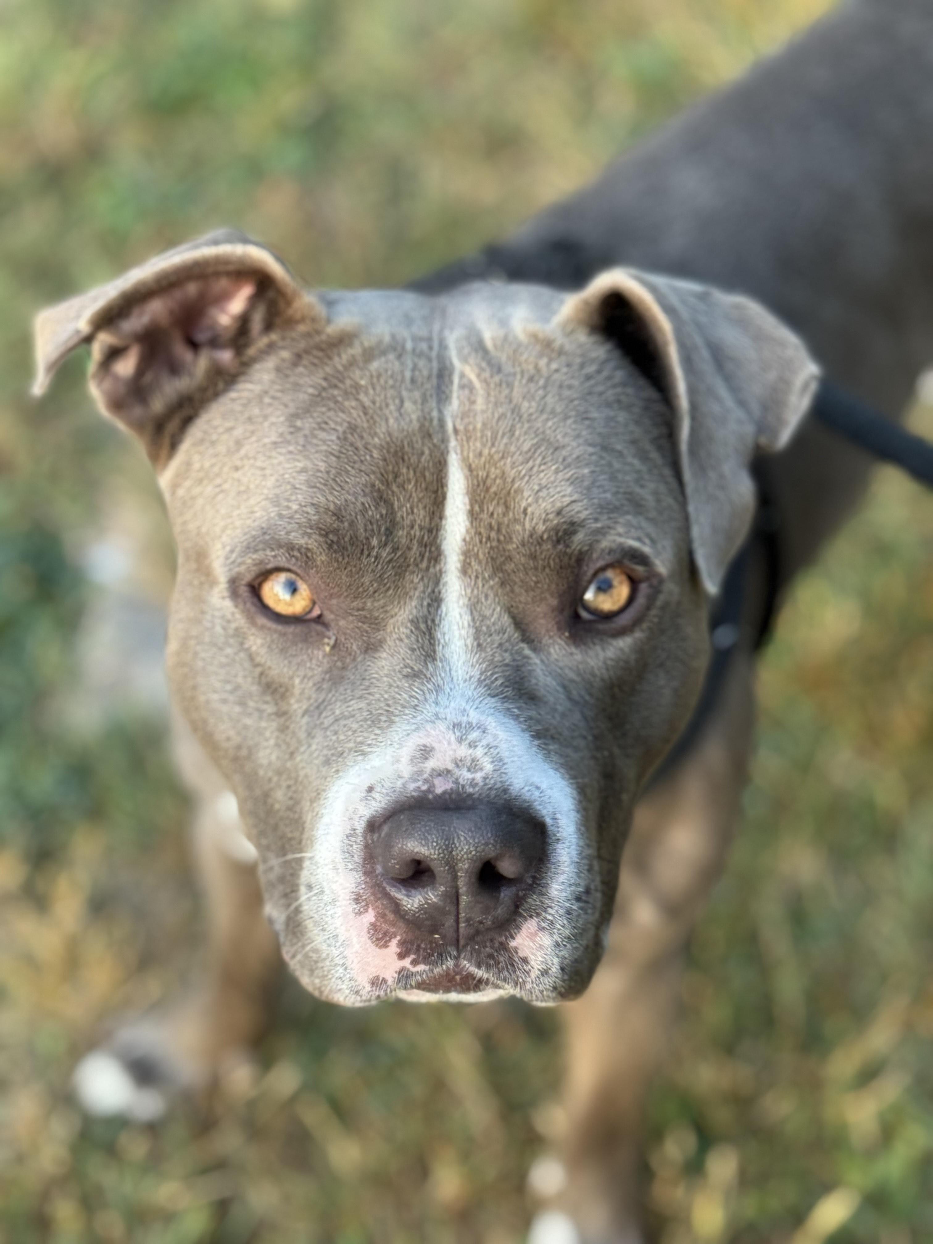 Nacho, a Adoptable mixed breed in Detroit, MI image 3/6