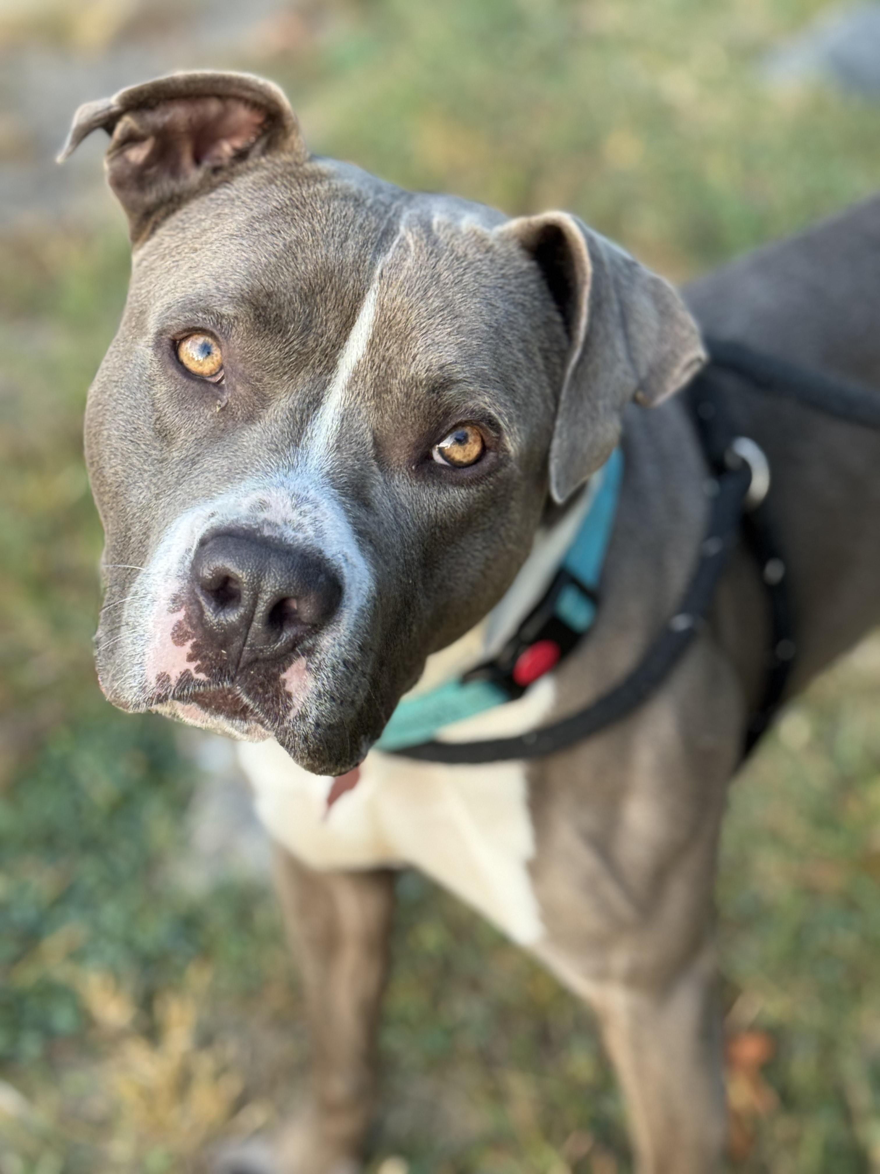 Nacho, a Adoptable mixed breed in Detroit, MI image 5/6