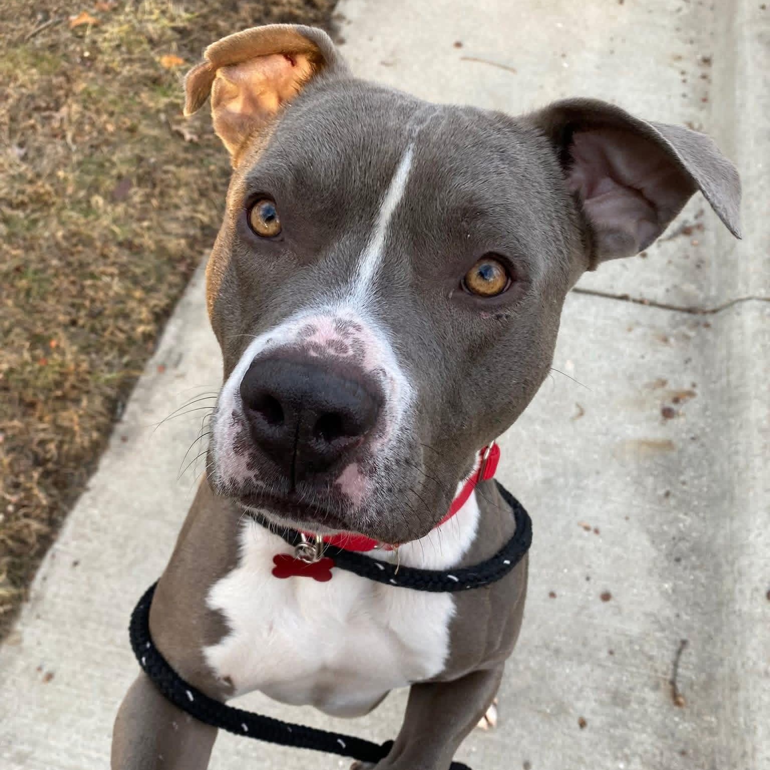 Nacho, Adoptable, Young Male Pit Bull Terrier & Mixed Breed.