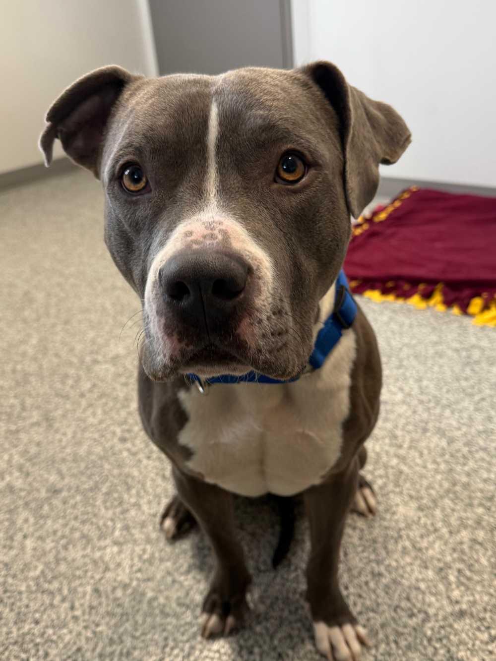 Nacho, a Adoptable mixed breed in Detroit, MI image 5/5