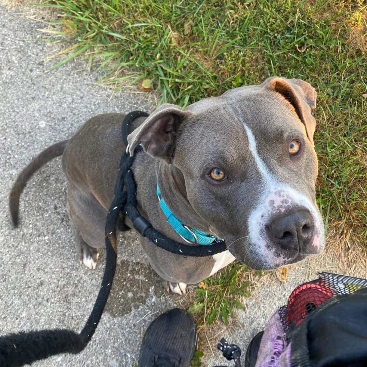 Nacho, a Adoptable mixed breed in Detroit, MI image 2/6