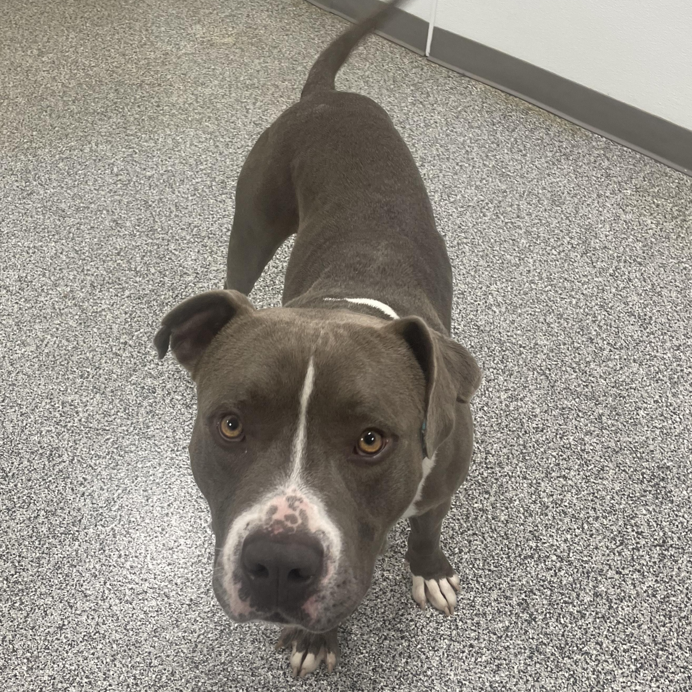 Nacho, a Adoptable mixed breed in Detroit, MI image 4/6