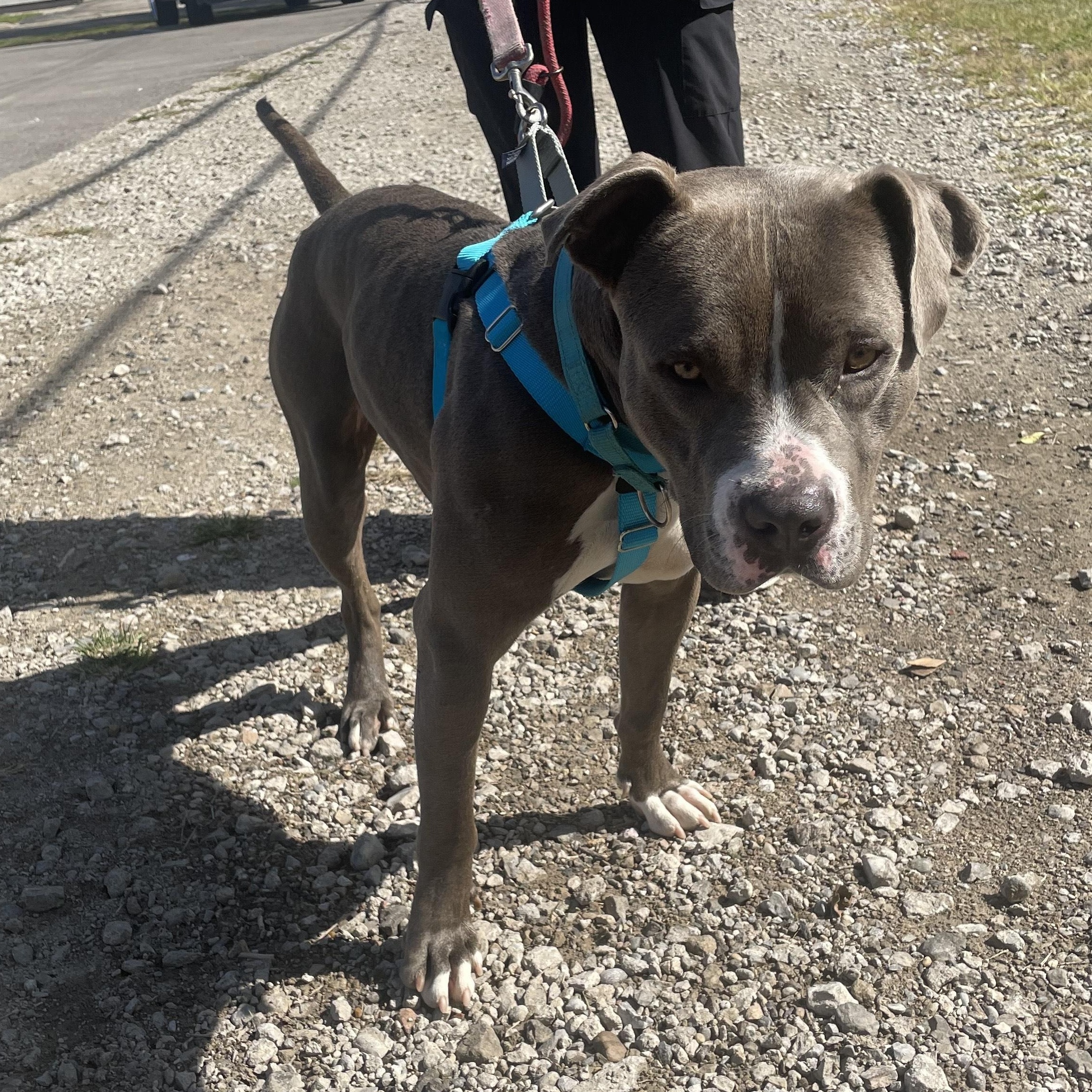 Nacho, a Adoptable mixed breed in Detroit, MI image 6/6