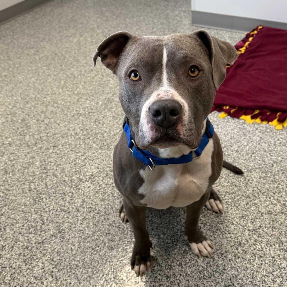 Nacho, a Adoptable mixed breed in Detroit, MI image 3/5