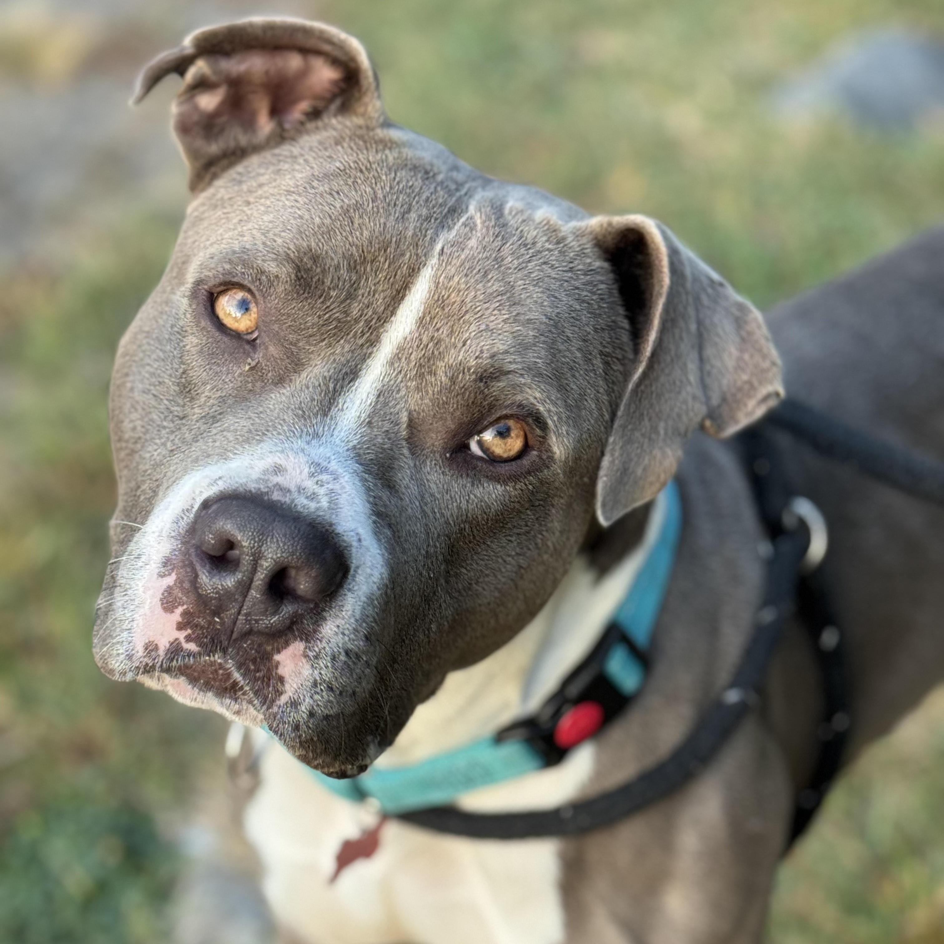 Nacho, Adoptable, Young Male Pit Bull Terrier & Mixed Breed.
