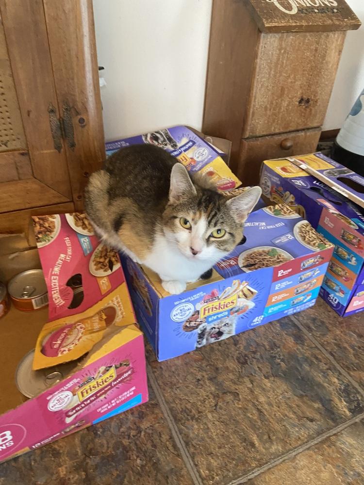 Enlarge Sarah, a Adoptable mixed breed in New Woodstock, NY image 1/1