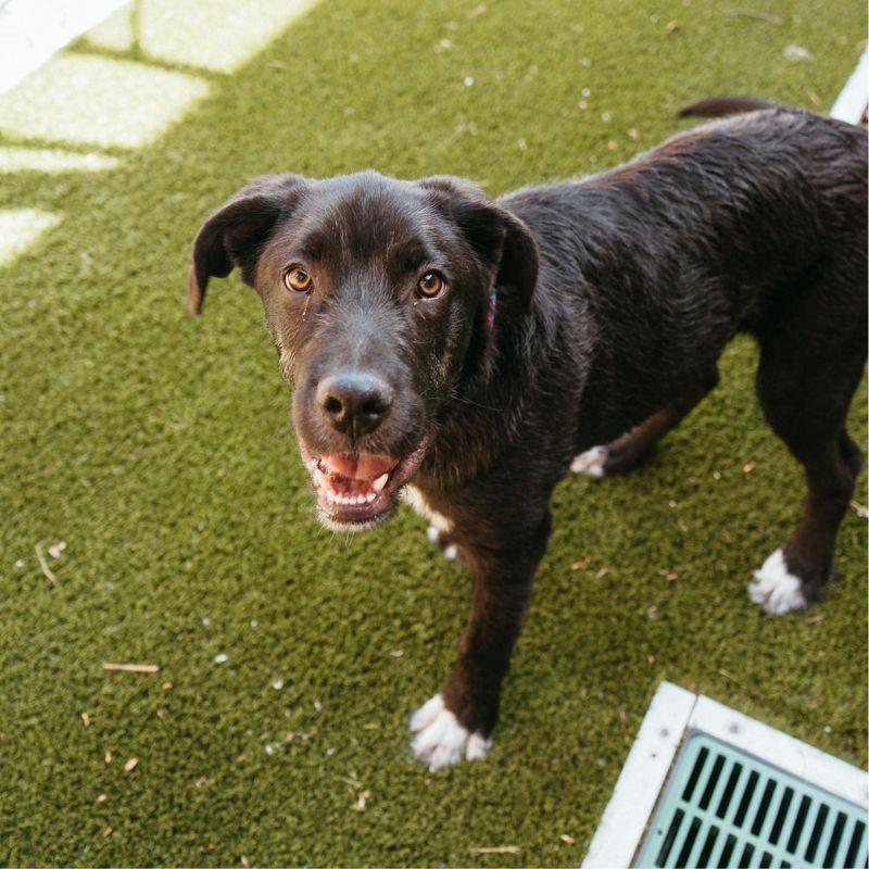 Enlarge Chum, a ADOPTABLE mixed breed in Jackson, WY image 2/4
