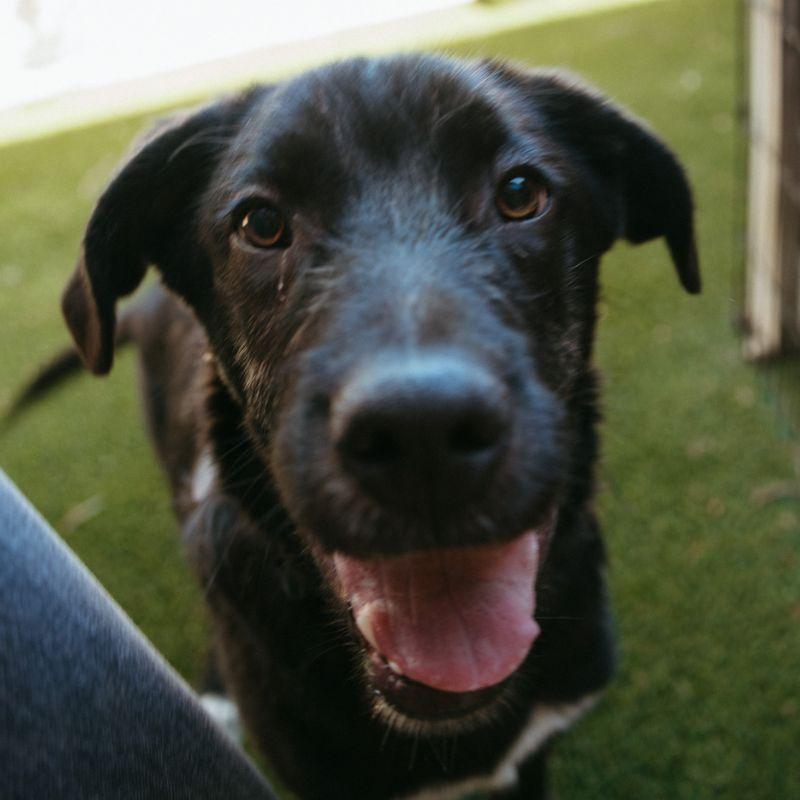 Enlarge Chum, a ADOPTABLE mixed breed in Jackson, WY image 3/4