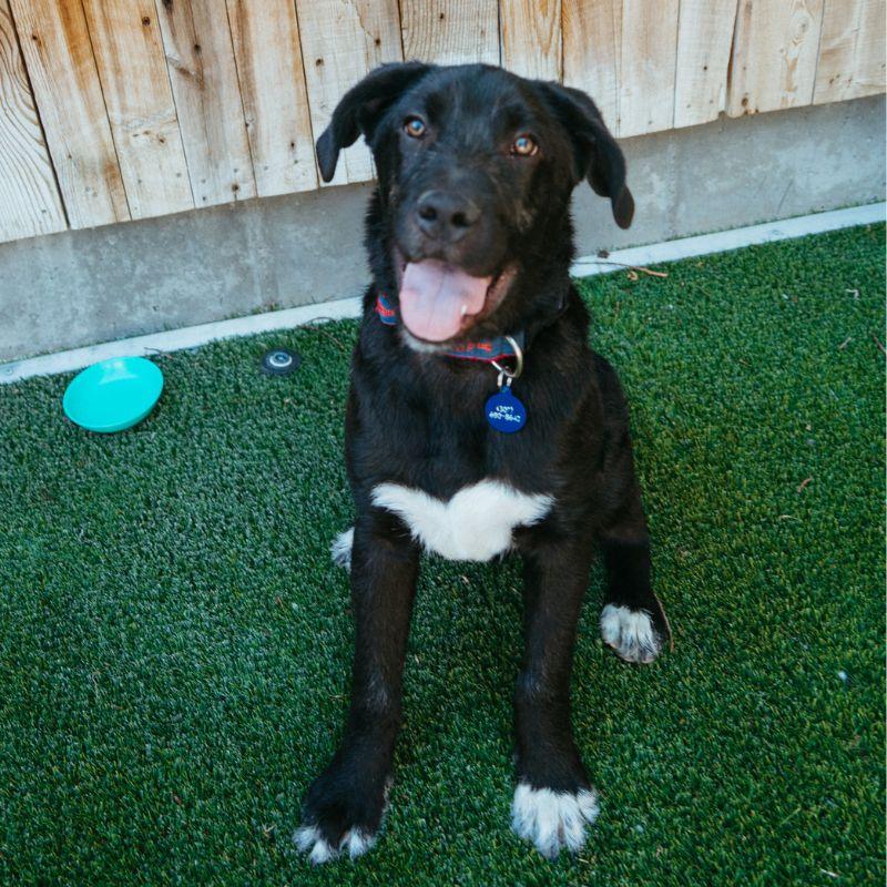 Enlarge Chum, a ADOPTABLE mixed breed in Jackson, WY image 1/4