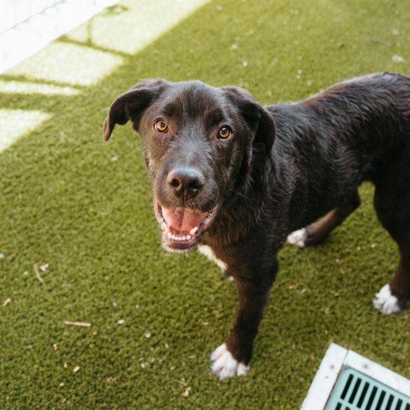 Enlarge Chum, a ADOPTABLE mixed breed in Jackson, WY image 4/4