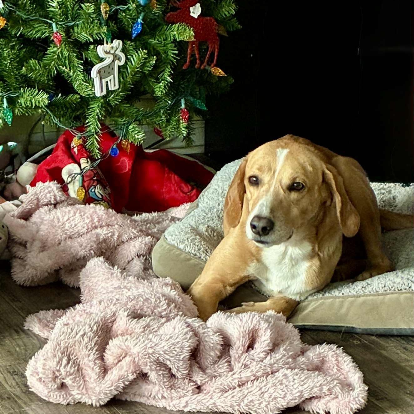 Billy Ray - 7 yo senior, in foster home