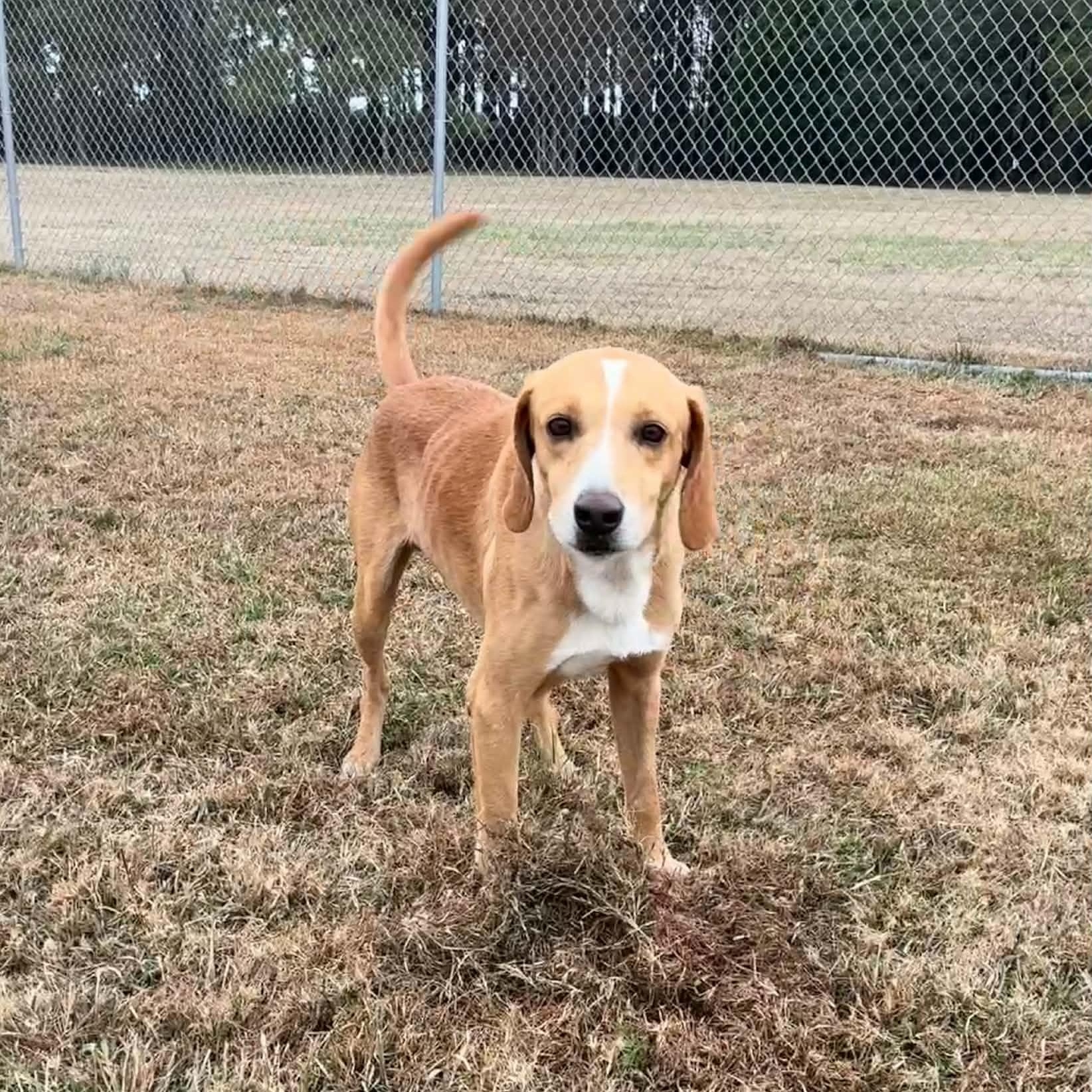 Billy Ray - 7 yo senior, in foster home — thumbnail 2