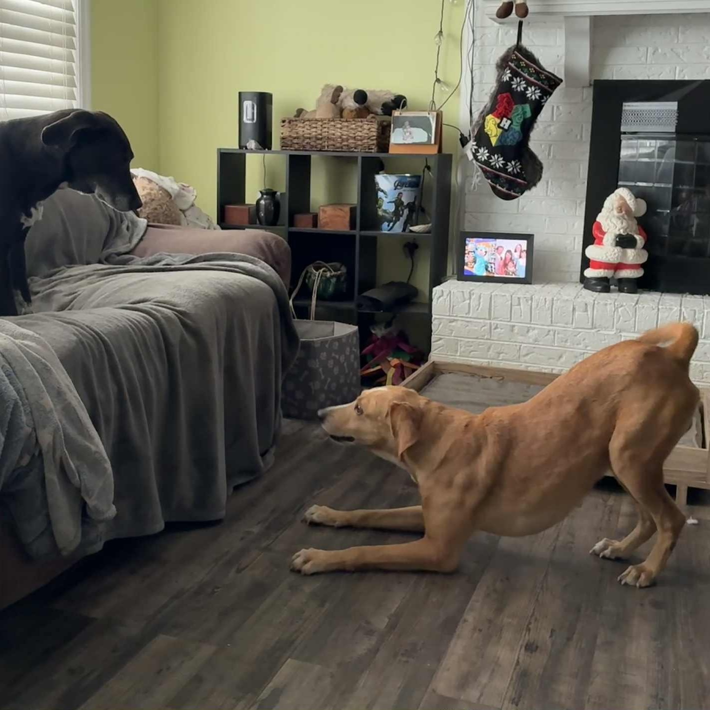 Billy Ray - 7 yo senior, in foster home — thumbnail 3