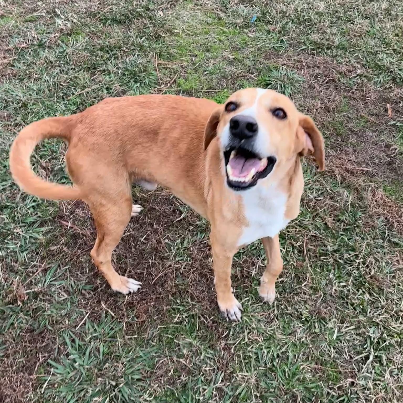 Billy Ray - 7 yo senior, in foster home — thumbnail 4