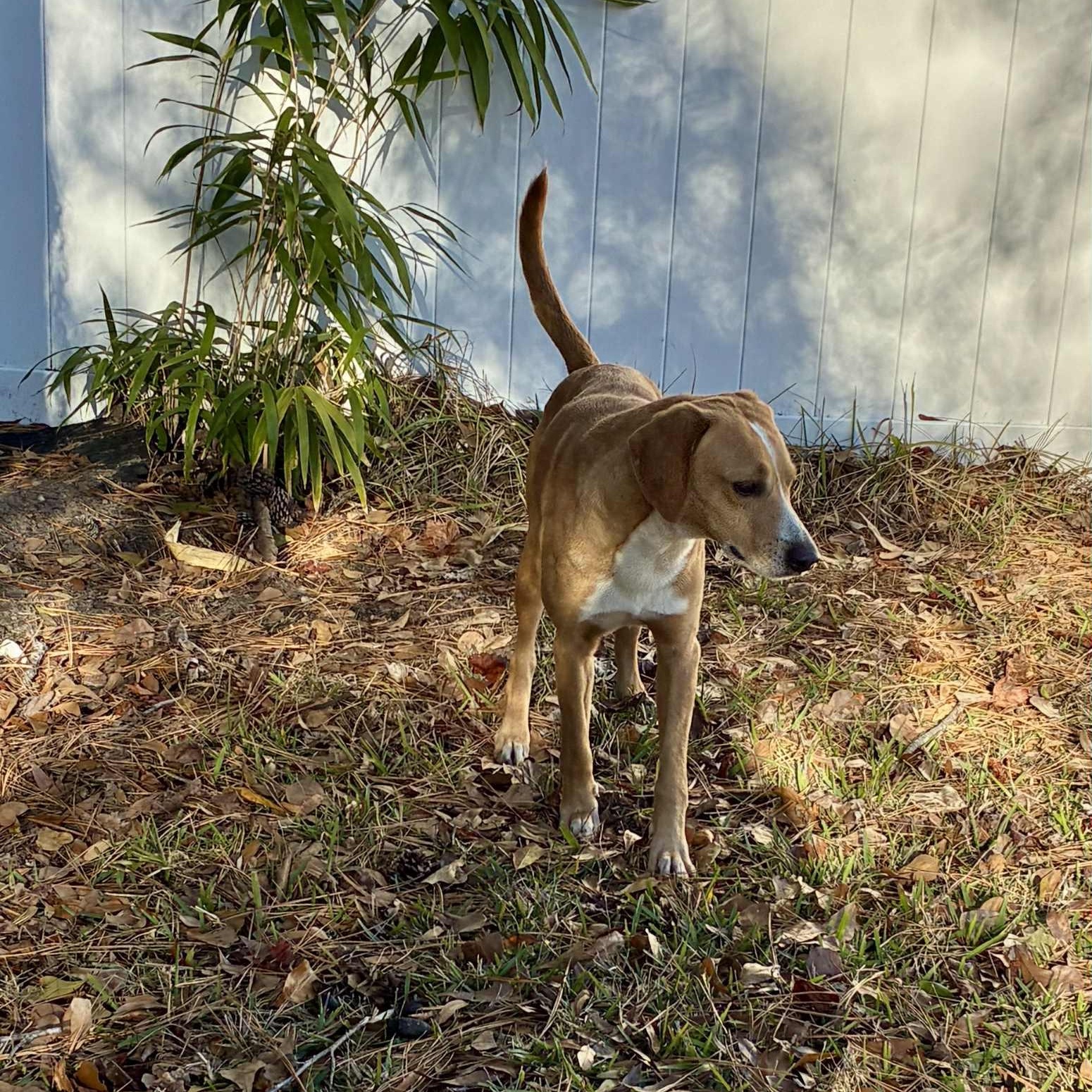 Billy Ray - 7 yo senior, in foster home — thumbnail 5