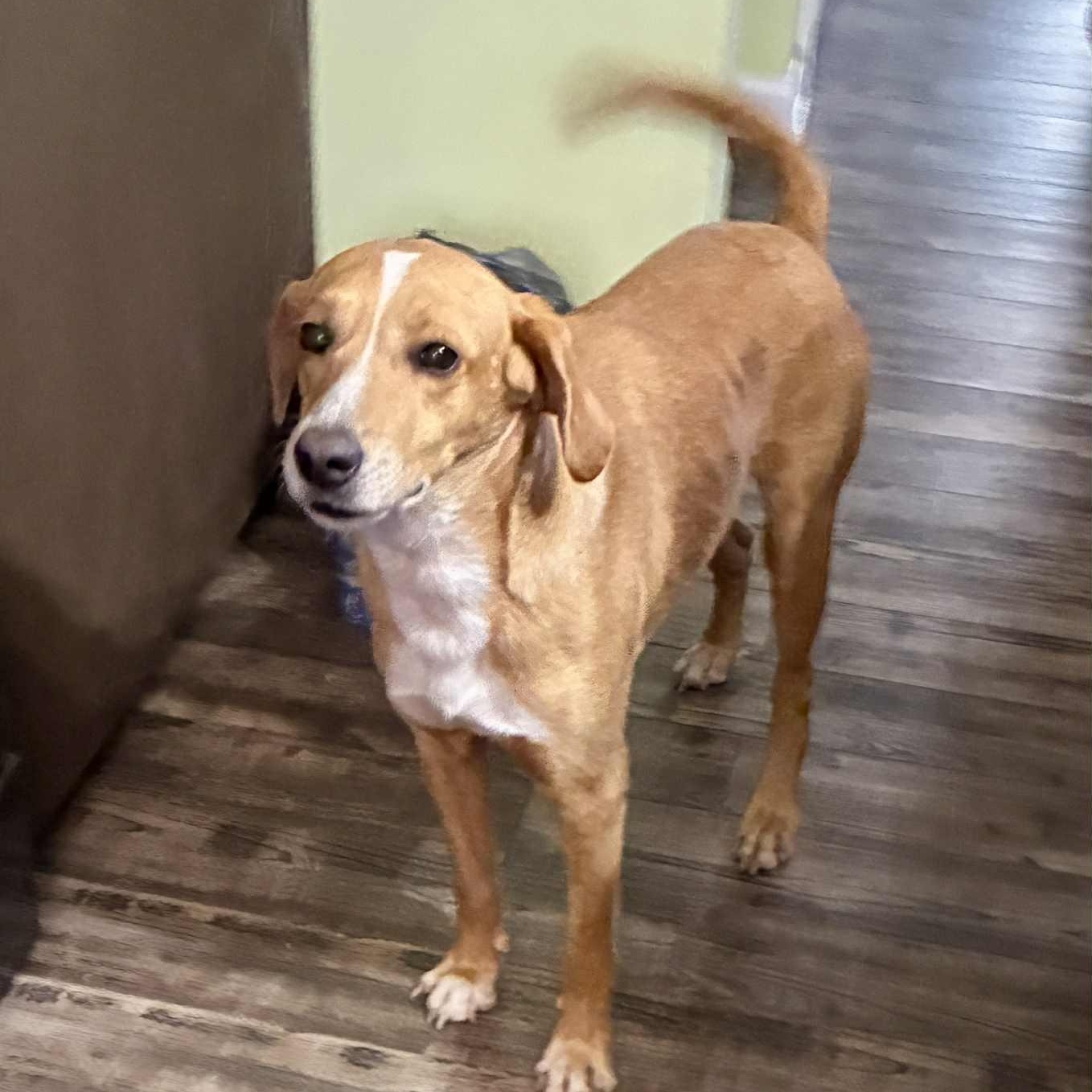 Billy Ray - 7 yo senior, in foster home — thumbnail 6