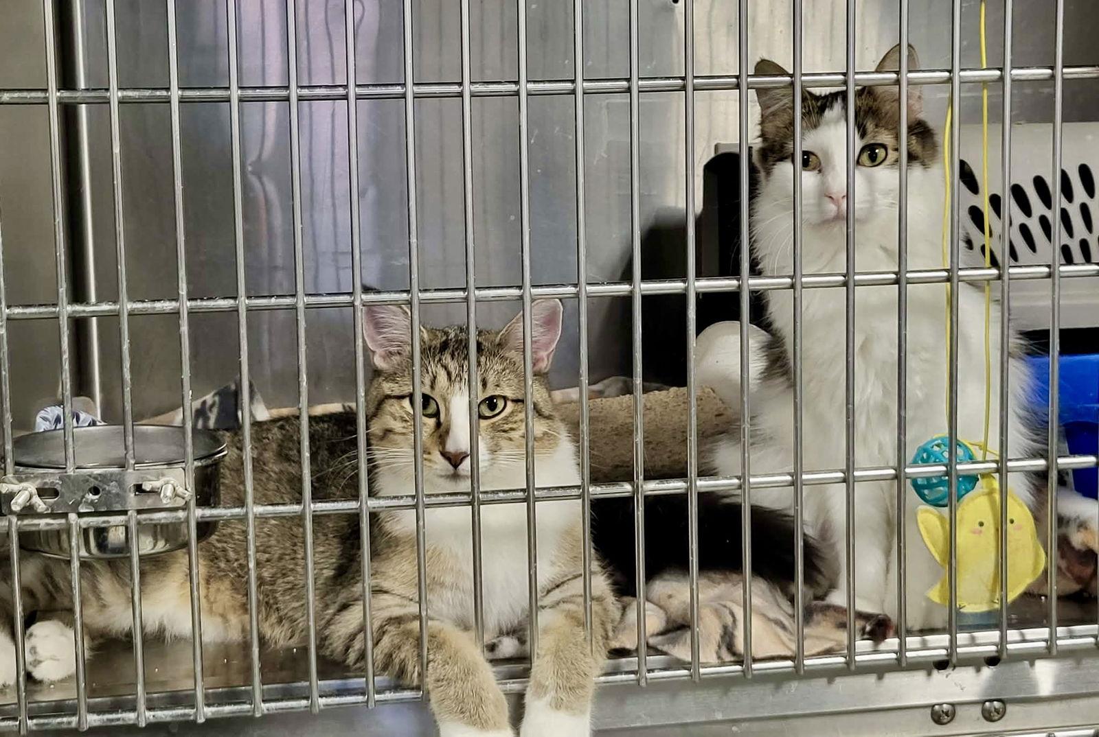 Pancake (Bonded w/Toast)