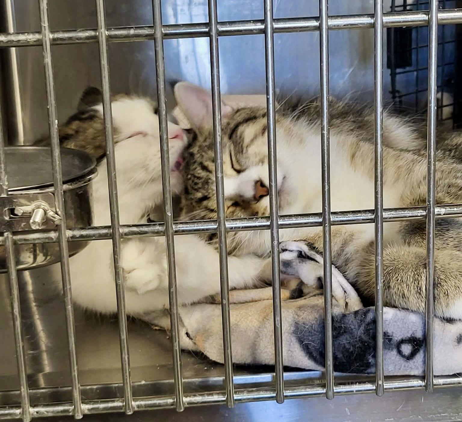 Pancake (Bonded w/Toast) — thumbnail 2