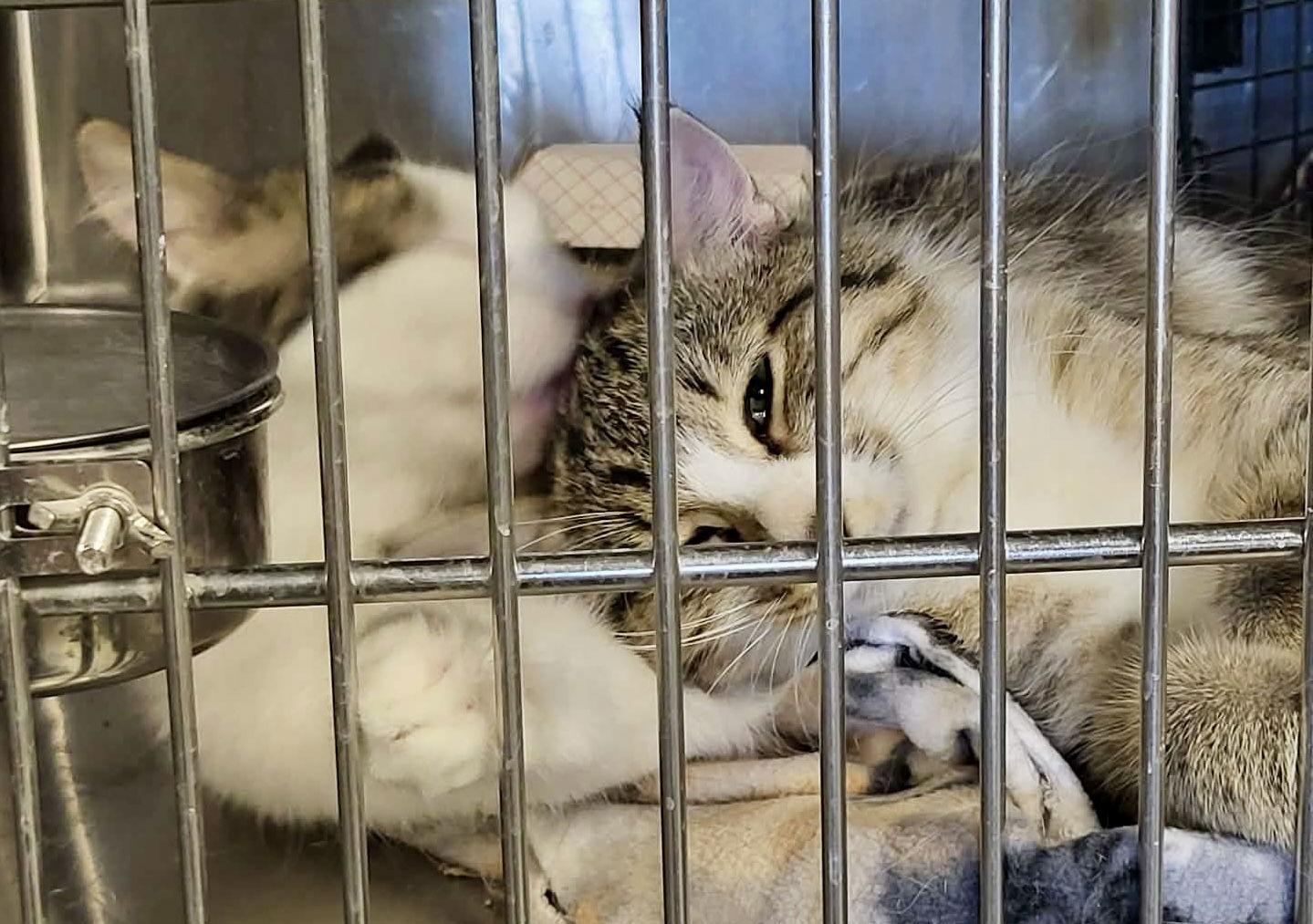 Pancake (Bonded w/Toast) — thumbnail 3