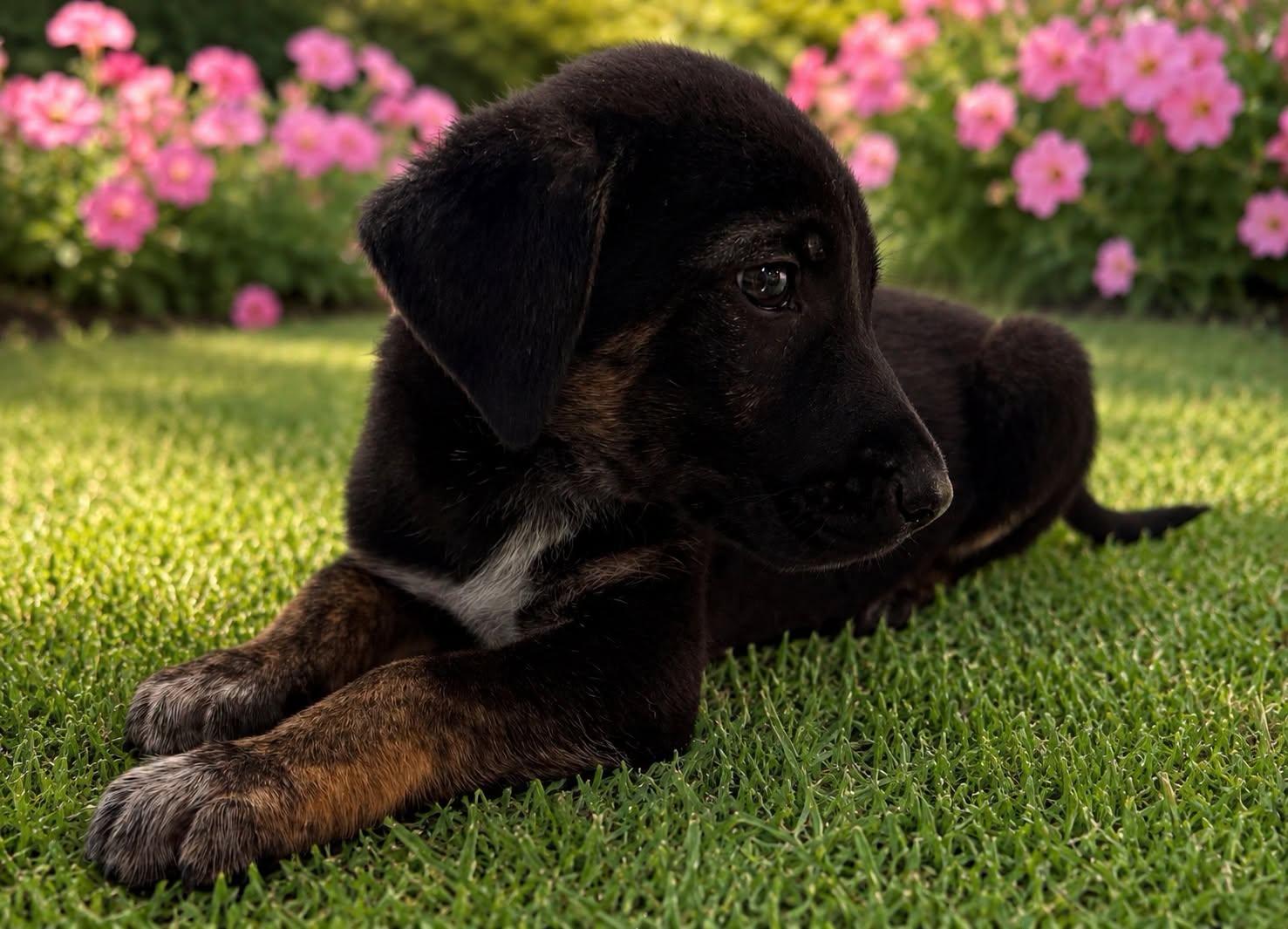 Abby Day, a ADOPTABLE German Shepherd Dog in Guntersville, AL image 2/3