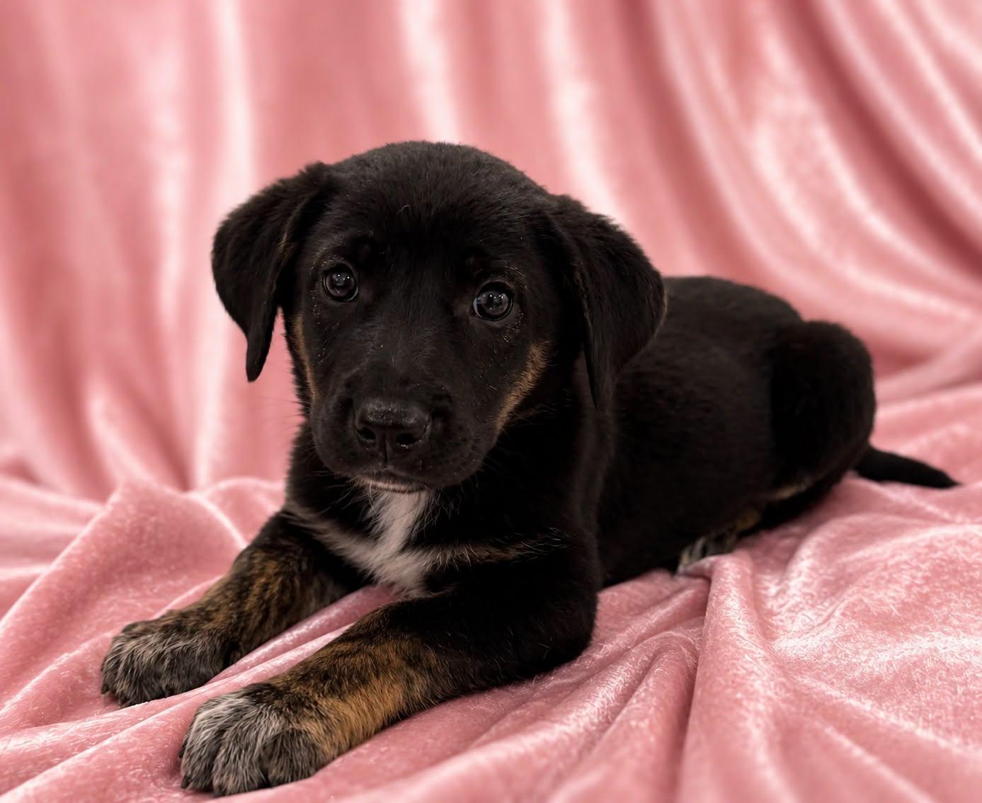 Abby Day, ADOPTABLE, Puppy Female German Shepherd Dog.