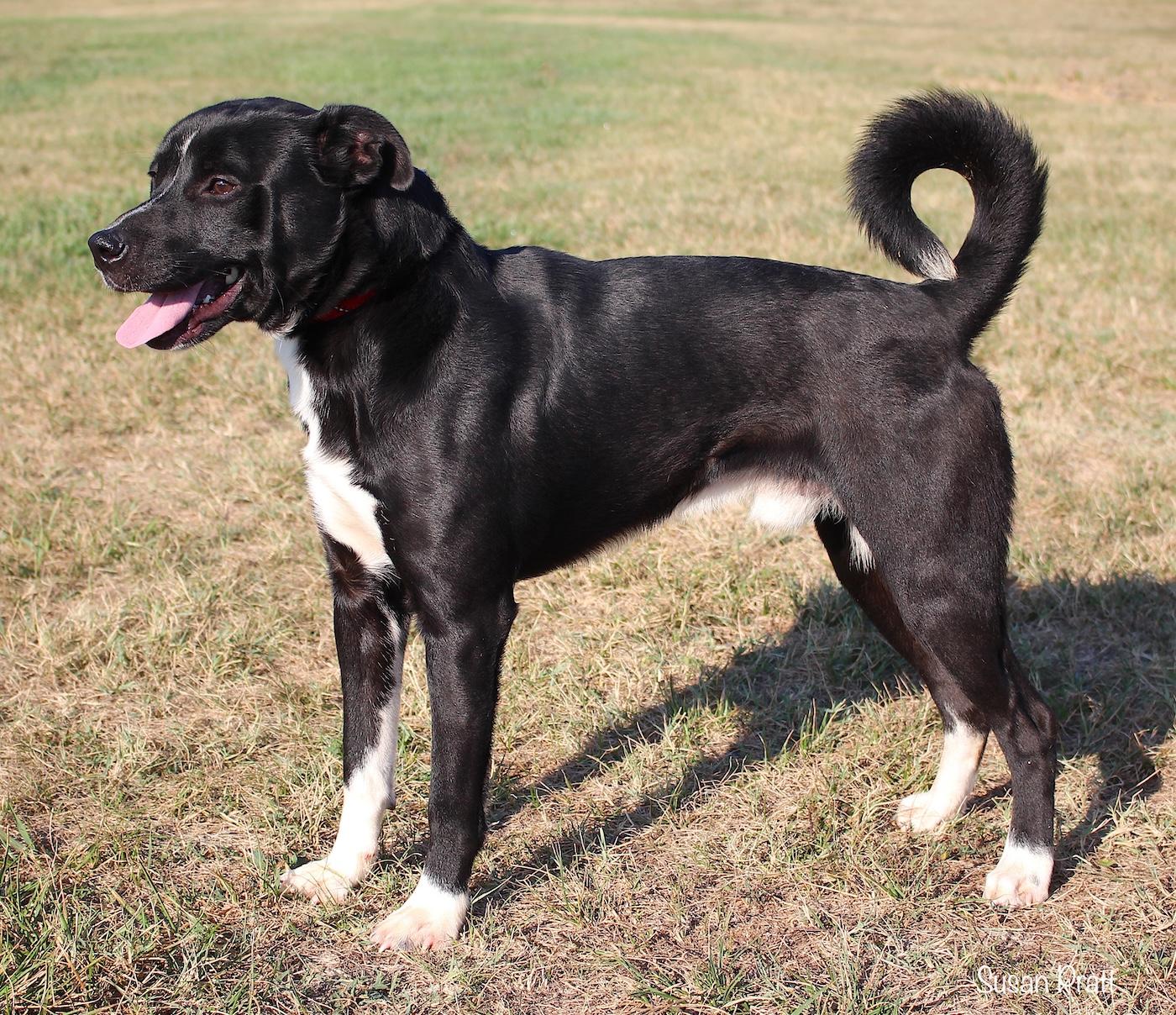 Enlarge LeBron James, a Adoptable mixed breed in Bedford, VA image 2/3