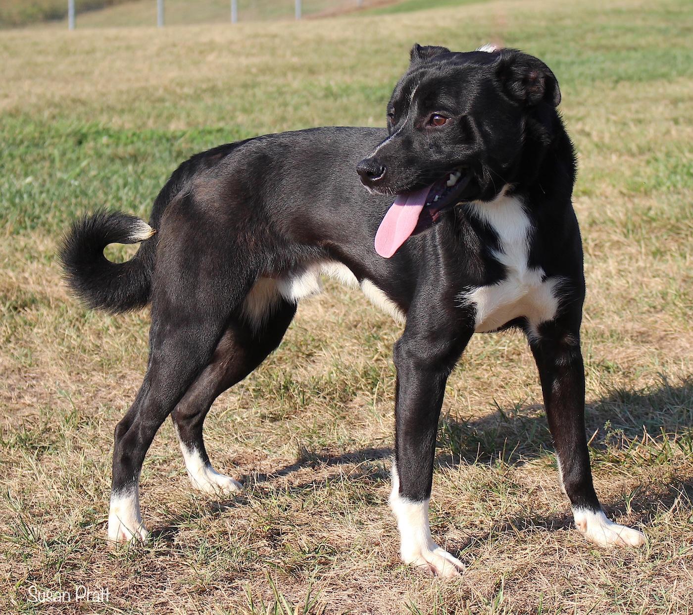 Enlarge LeBron James, a Adoptable mixed breed in Bedford, VA image 3/3