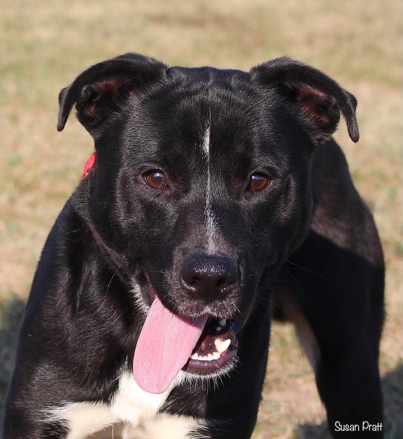 Enlarge LeBron James, a Adoptable mixed breed in Bedford, VA image 1/3
