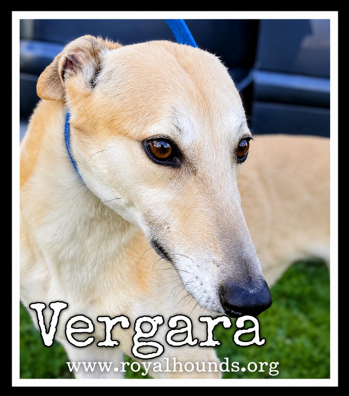 Vergara, Adopted, Adult Female Greyhound.