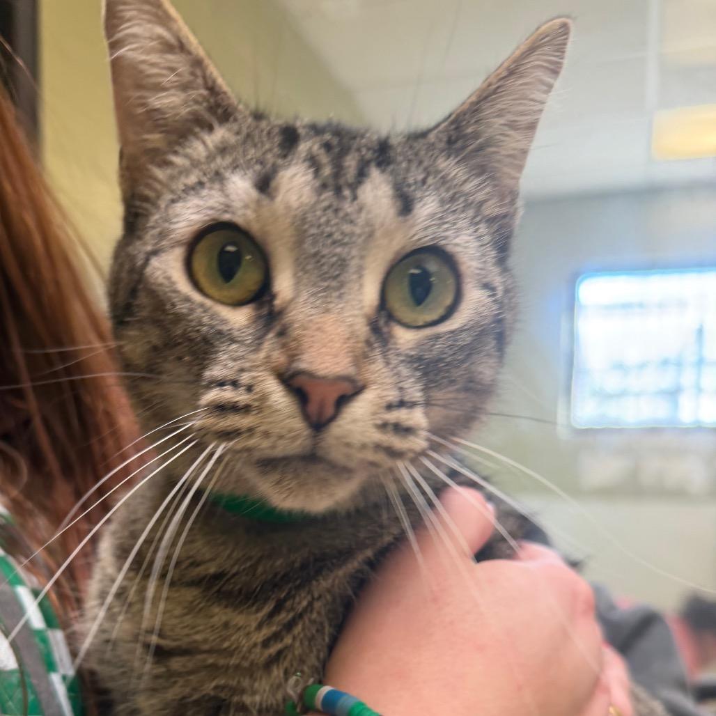 Enlarge Tali, a ADOPTABLE Domestic Short Hair in Muncie, IN image 1/3