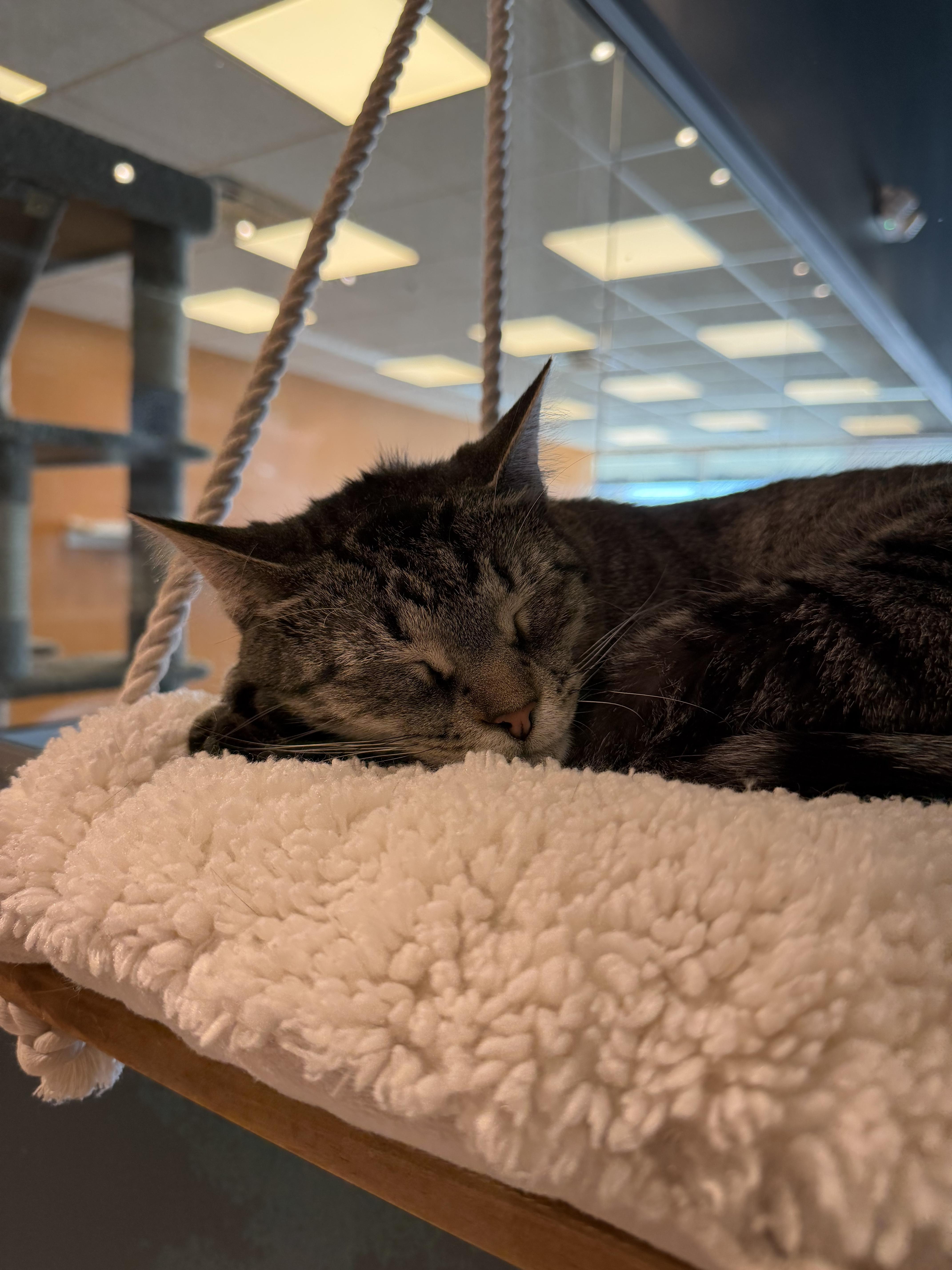 Enlarge Tali, a ADOPTABLE Domestic Short Hair in Muncie, IN image 2/3