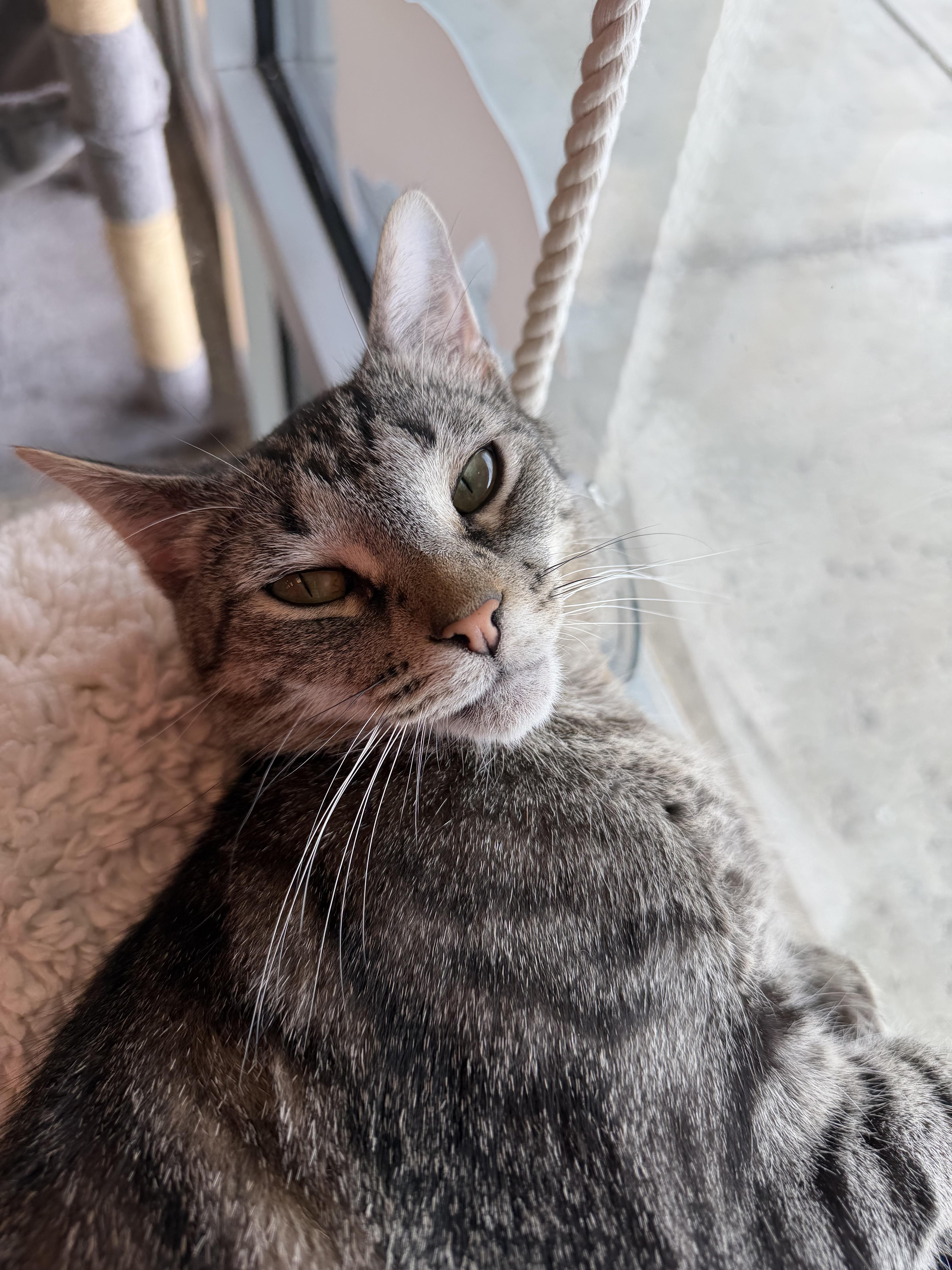 Enlarge Tali, a ADOPTABLE Domestic Short Hair in Muncie, IN image 3/3