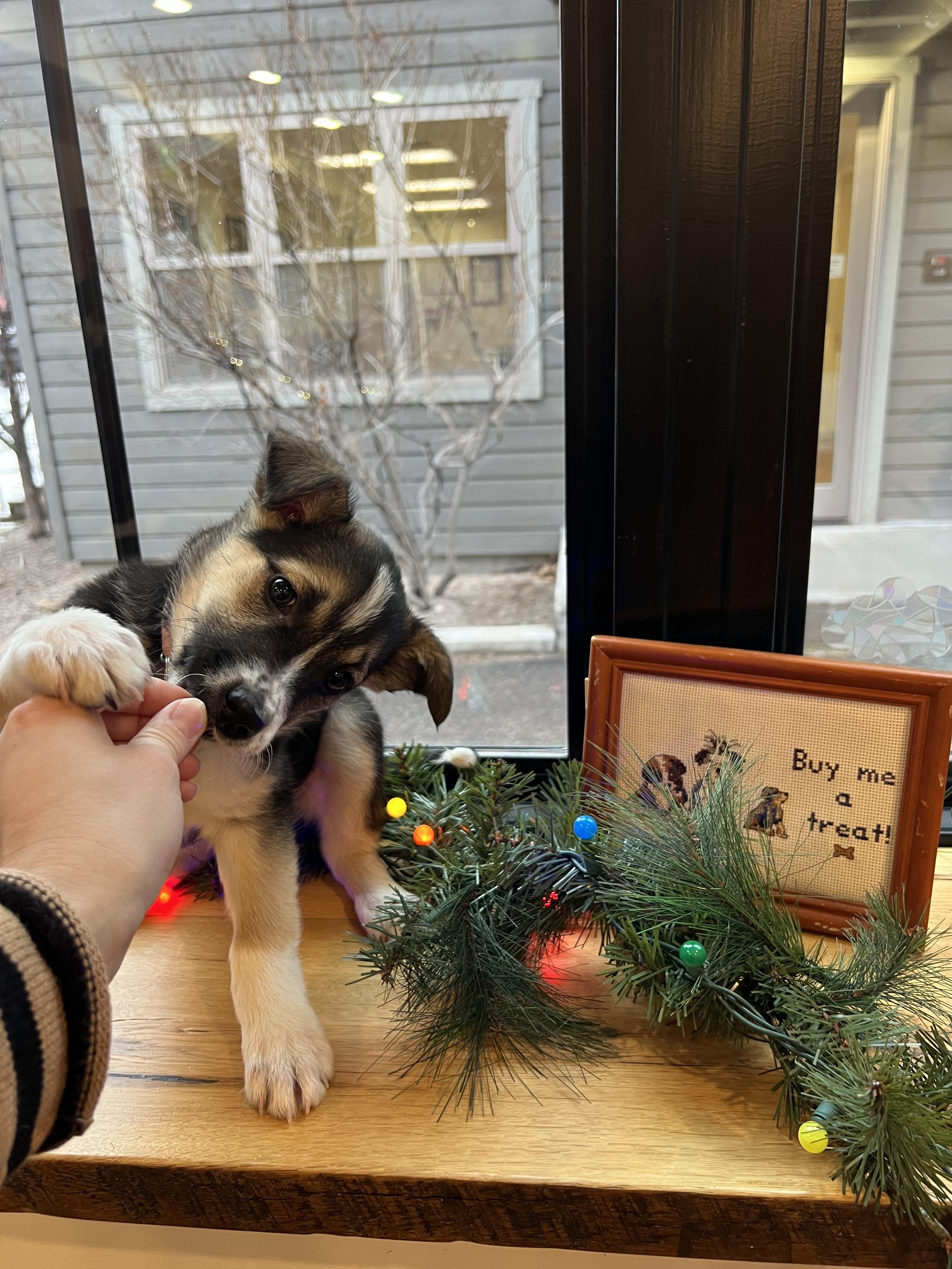 Chipmunk, adopted, Puppy Female Mixed Breed.