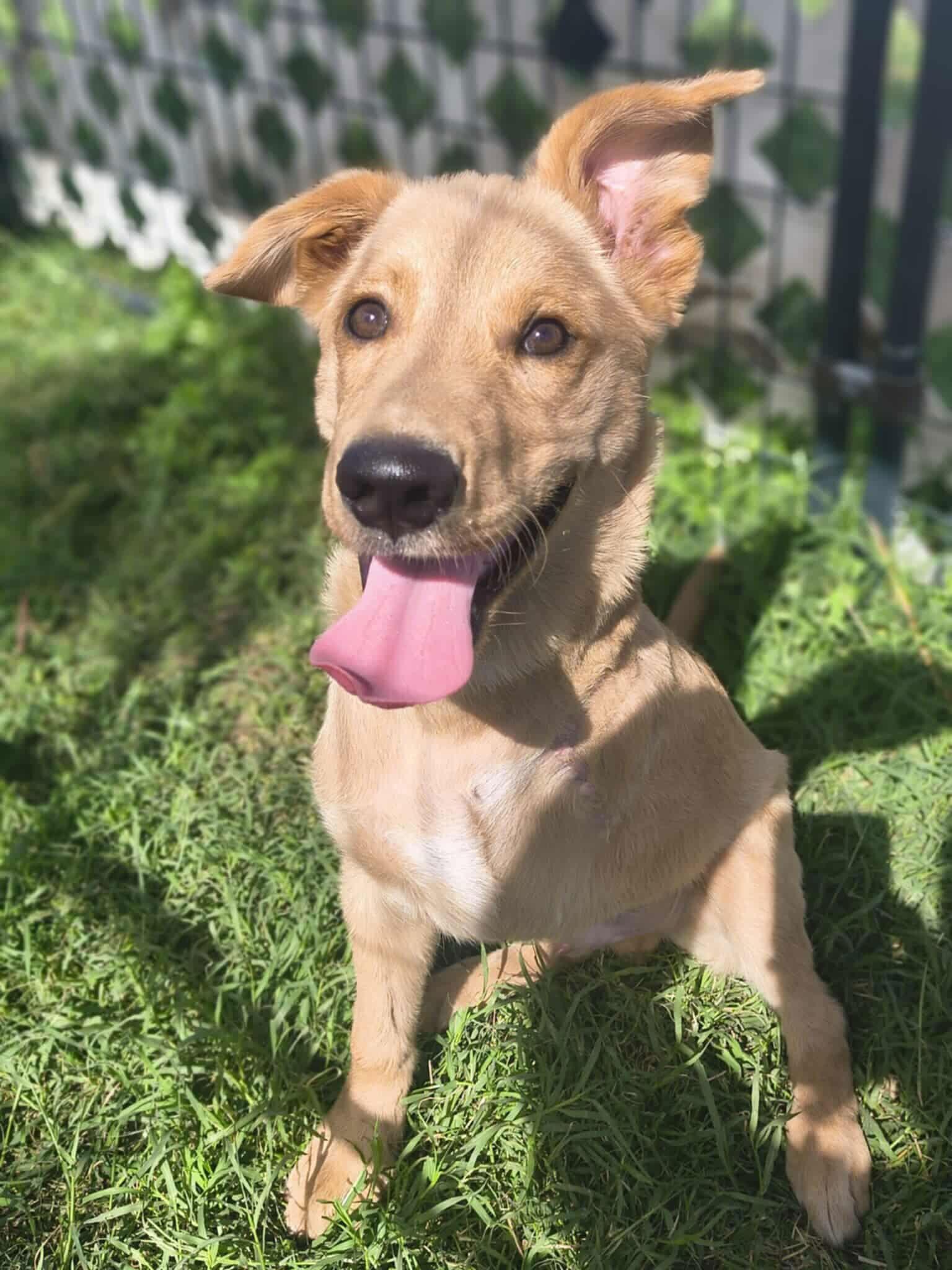 Nemo first ever 5 legged dog!!, Adoptable, Puppy Male Golden Retriever & Standard Poodle.