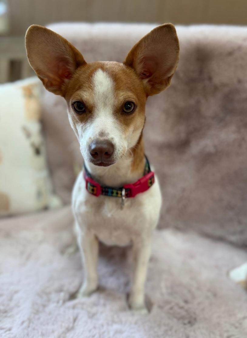 Enlarge Gidget, an adopted mixed breed in Sumter, SC image 3/4