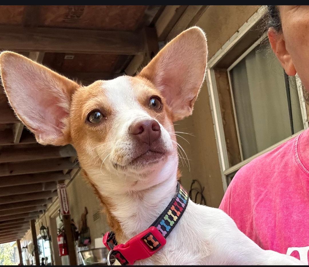 Enlarge Gidget, an adopted mixed breed in Sumter, SC image 4/4