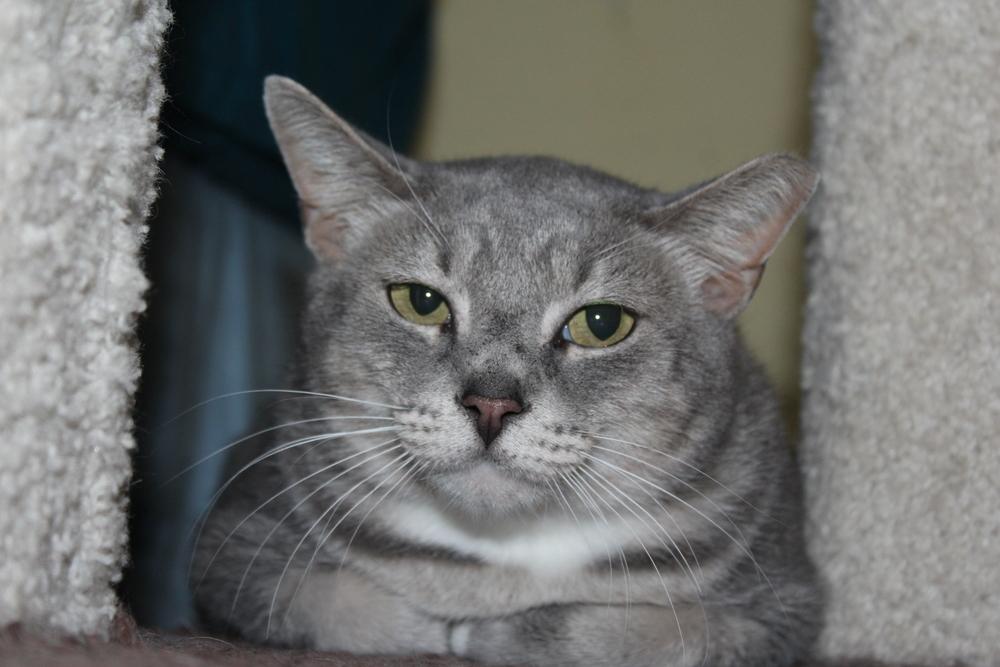 Enlarge Verna (CL-J), a Adoptable mixed breed in Austin, TX image 1/4