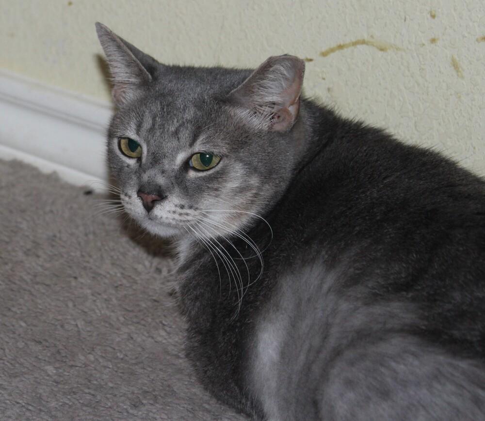 Verna (CL-J), Adoptable, Adult Female Domestic Short Hair.